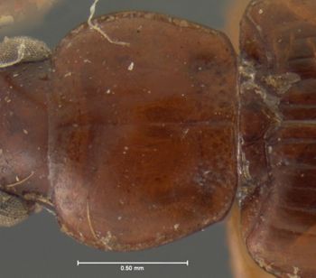 Media type: image;   Entomology 5941 Aspect: pronotum dorsal